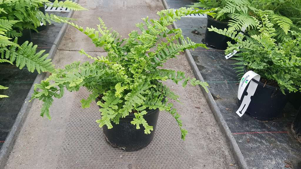 Dryopteris affinis 'Cristata The King' ---